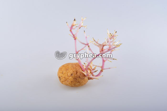 Pomme de terre germée - gryphea.org